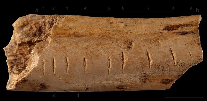 [:es]How did Neanderthals and other ancient humans learn to count?[:]