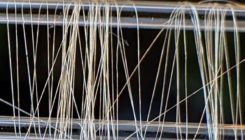 [:es]Super-strength spider silk made by bacteria[:]