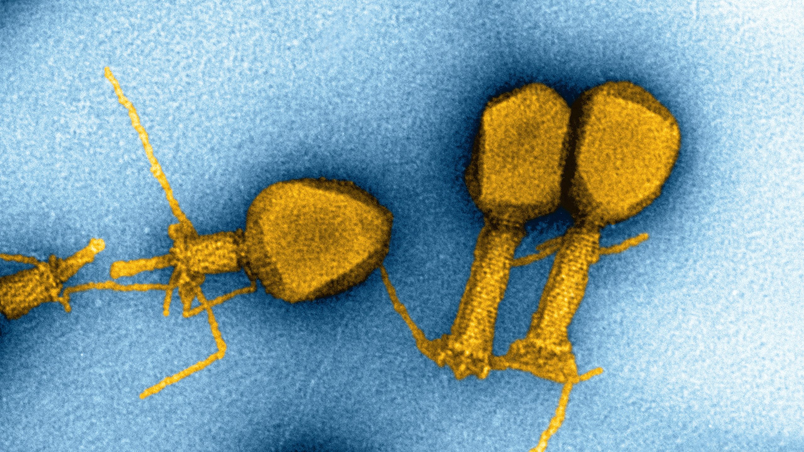 [:es]DNA Has Four Bases. Some Viruses Swap in a Fifth.[:]