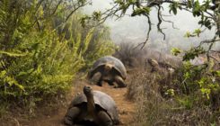 [:es]La acción humana, clave en la resistencia a antibióticos de las tortugas gigantes de Galápagos[:]