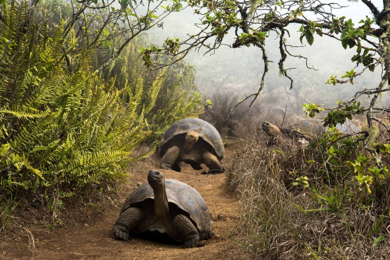 [:es]La acción humana, clave en la resistencia a antibióticos de las tortugas gigantes de Galápagos[:]