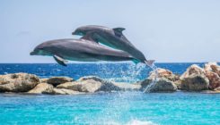 [:es]Los delfines adaptaron su esperma para reproducirse en el medio acuático[:]
