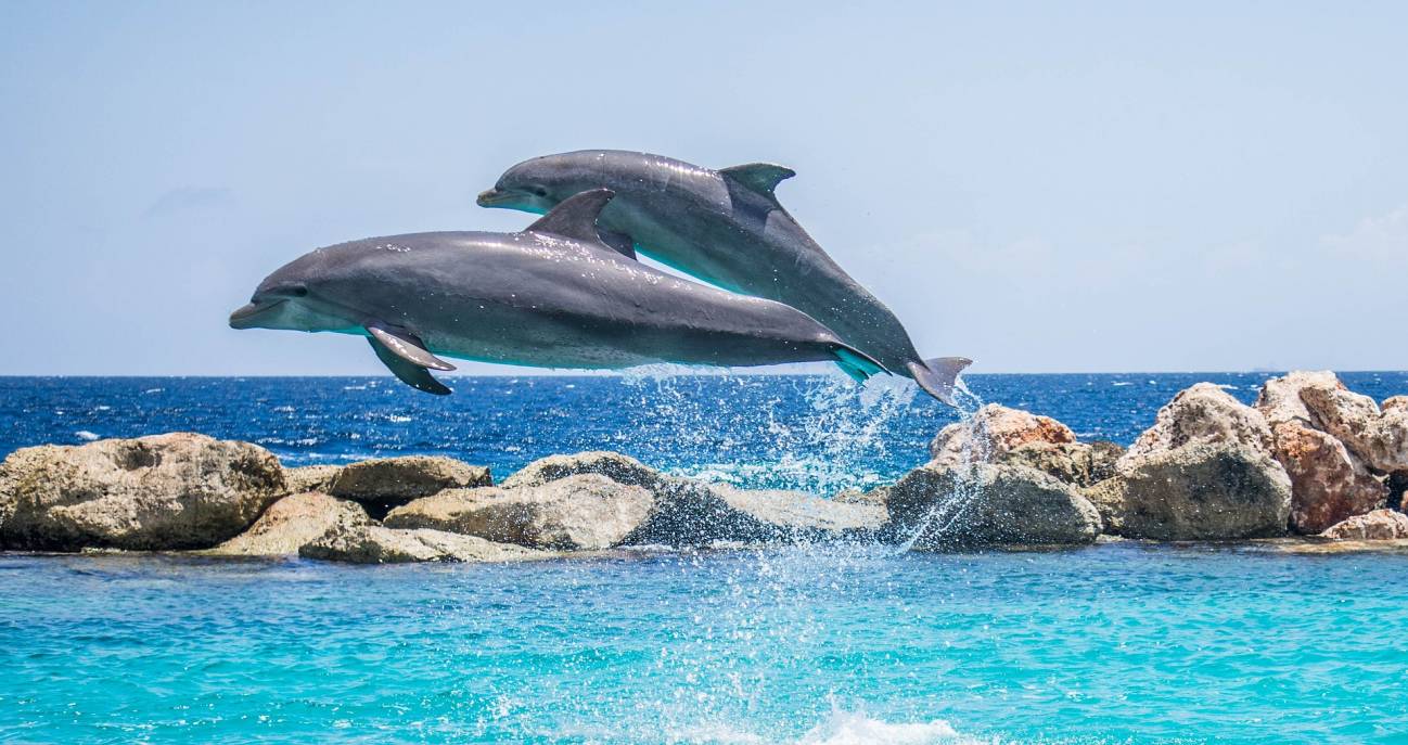 [:es]Los delfines adaptaron su esperma para reproducirse en el medio acuático[:]