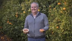 [:es]La mutación que cambió la historia de las mandarinas[:]