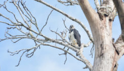 [:es] La deforestación del Amazonas amenaza a las águilas arpías [:]