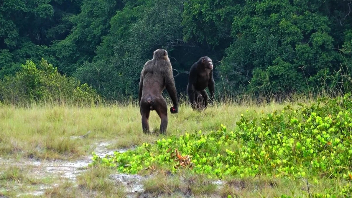 [:es] Documentan por primera vez un ataque letal de chimpancés a gorilas [:]