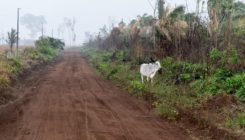 [:es] El impacto ambiental de la carne es innegable[:]