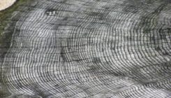 [:es] Tree Rings Show Record of Newly Identified Extreme Solar Activity Event [:]