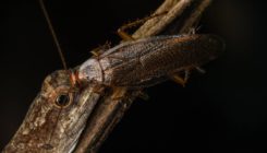 [:es]La primera cucaracha que se alimenta de lágrimas de lagartija[:]