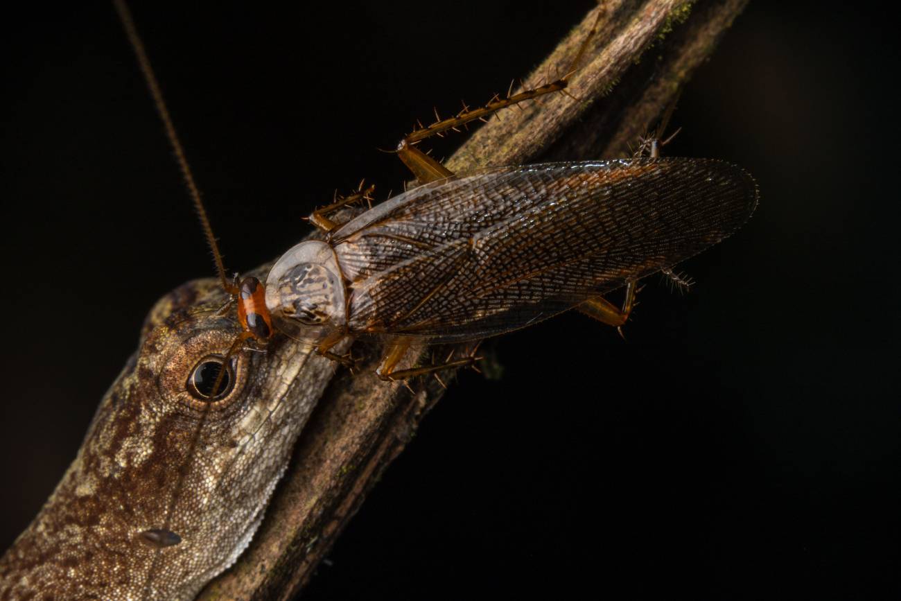 [:es]La primera cucaracha que se alimenta de lágrimas de lagartija[:]