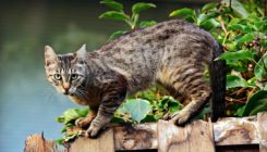 [:es]Un estudio genético revela cómo se forman los patrones de color en los gatos[:]