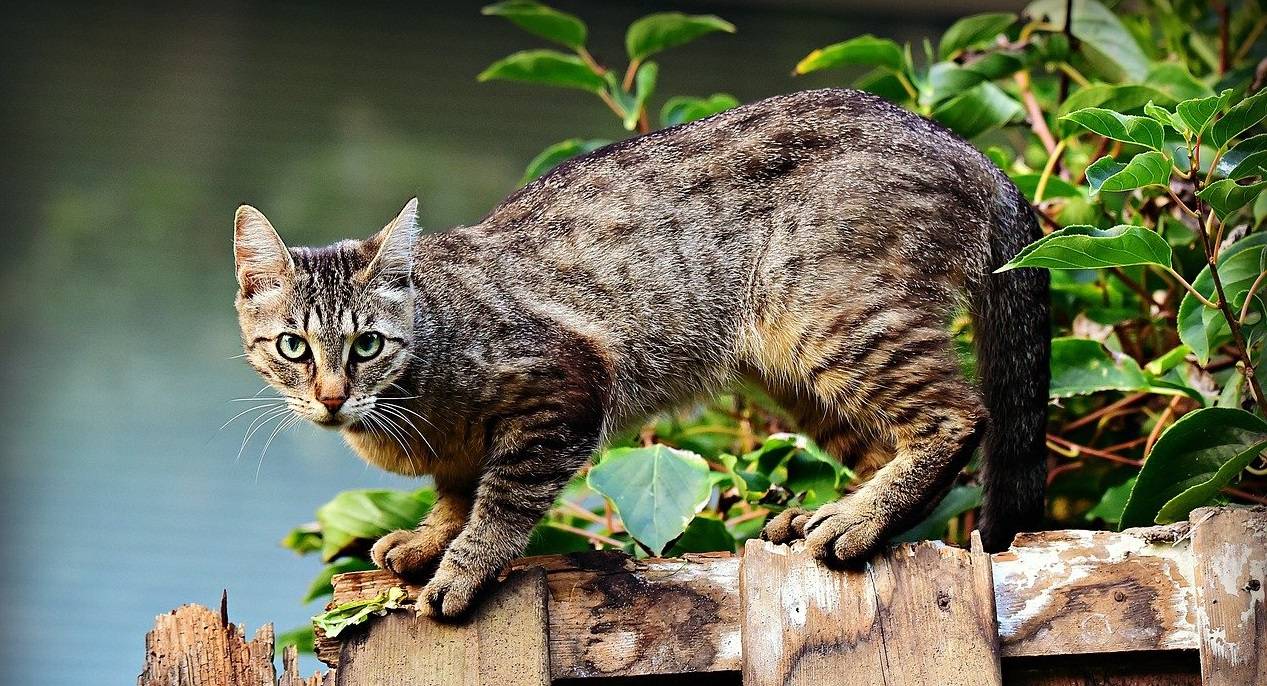 [:es]Un estudio genético revela cómo se forman los patrones de color en los gatos[:]