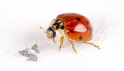 [:es]Microchips alados que se dispersan como semillas[:]
