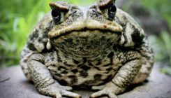 [:es]Australia’s cane toads evolved as cannibals with frightening speed[:]