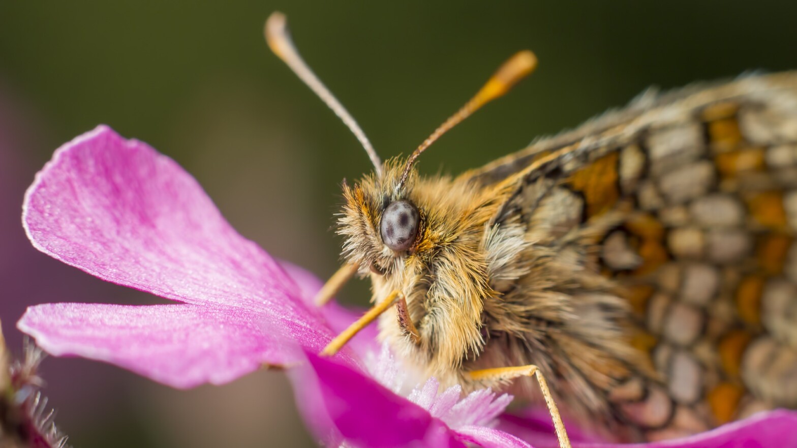 [:es] La mariposa que contiene un universo [:]