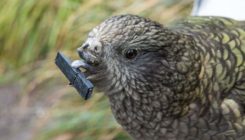 [:es]Bruce the beakless kea uses tools to spruce himself up[:]