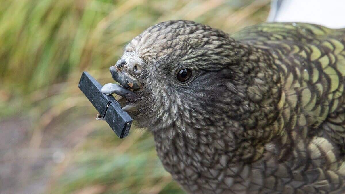 [:es]Bruce the beakless kea uses tools to spruce himself up[:]