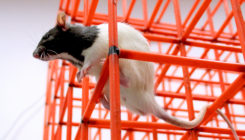 [:es]How Animals Map 3D Spaces Surprises Brain Researchers[:]