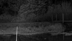 [:es]The Marvelous Physics of Swarming Midges[:]