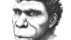 [:es] Experts name new species of human ancestor [:]