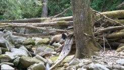 [:es]El contraste entre el blanco y el negro protege a los osos panda[:]