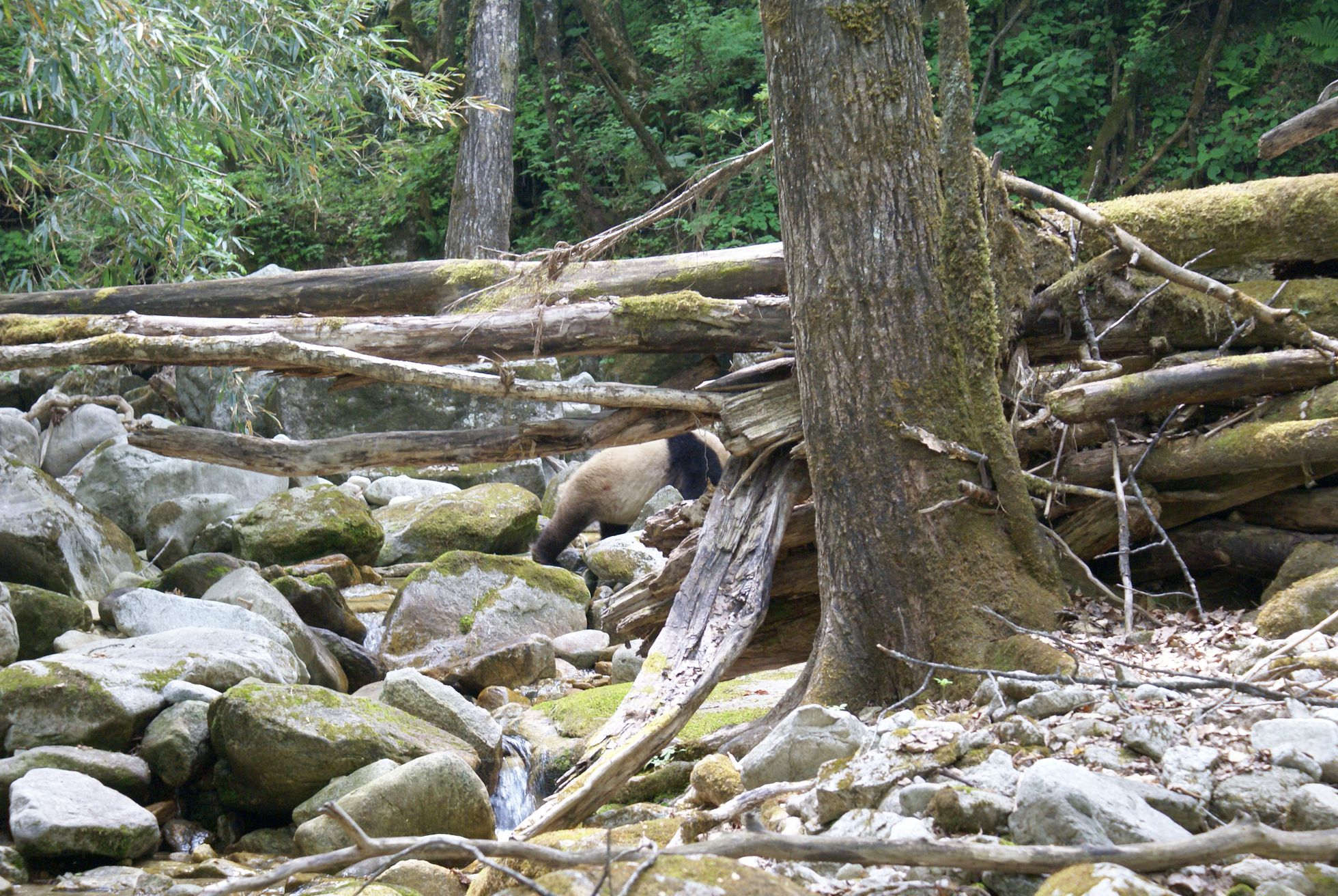 [:es]El contraste entre el blanco y el negro protege a los osos panda[:]