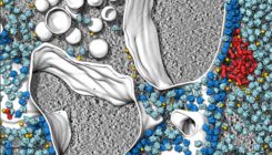 [:es]The secret lives of cells — as never seen before[:]