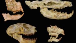 [:es]Los humanos, a punto de no existir debido a una ‘extinción perdida’ hace 34 millones de años[:]