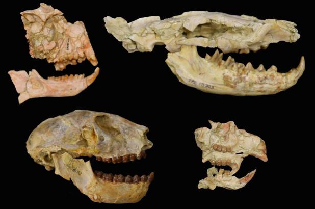 [:es]Los humanos, a punto de no existir debido a una ‘extinción perdida’ hace 34 millones de años[:]