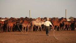 [:es]Giddy-up: origins of the domestic horse uncovered[:]