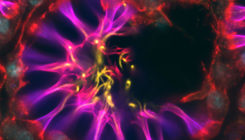 [:es]Sponge innards suggest how nerve cells evolved[:]