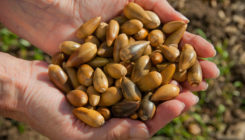 [:es]Why are trees dropping so many nuts? Climate may drive erratic ‘masting’[:]