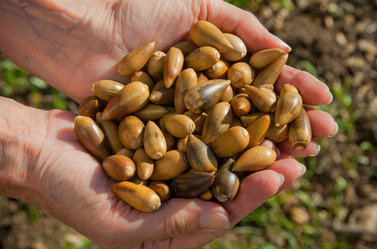 [:es]Why are trees dropping so many nuts? Climate may drive erratic ‘masting’[:]