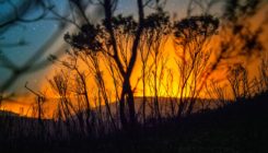 [:es]Wildfires of Varying Intensity Can Be Good for Biodiversity[:]