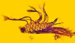 [:es]Incredibly rare botanical event captured in amber[:]
