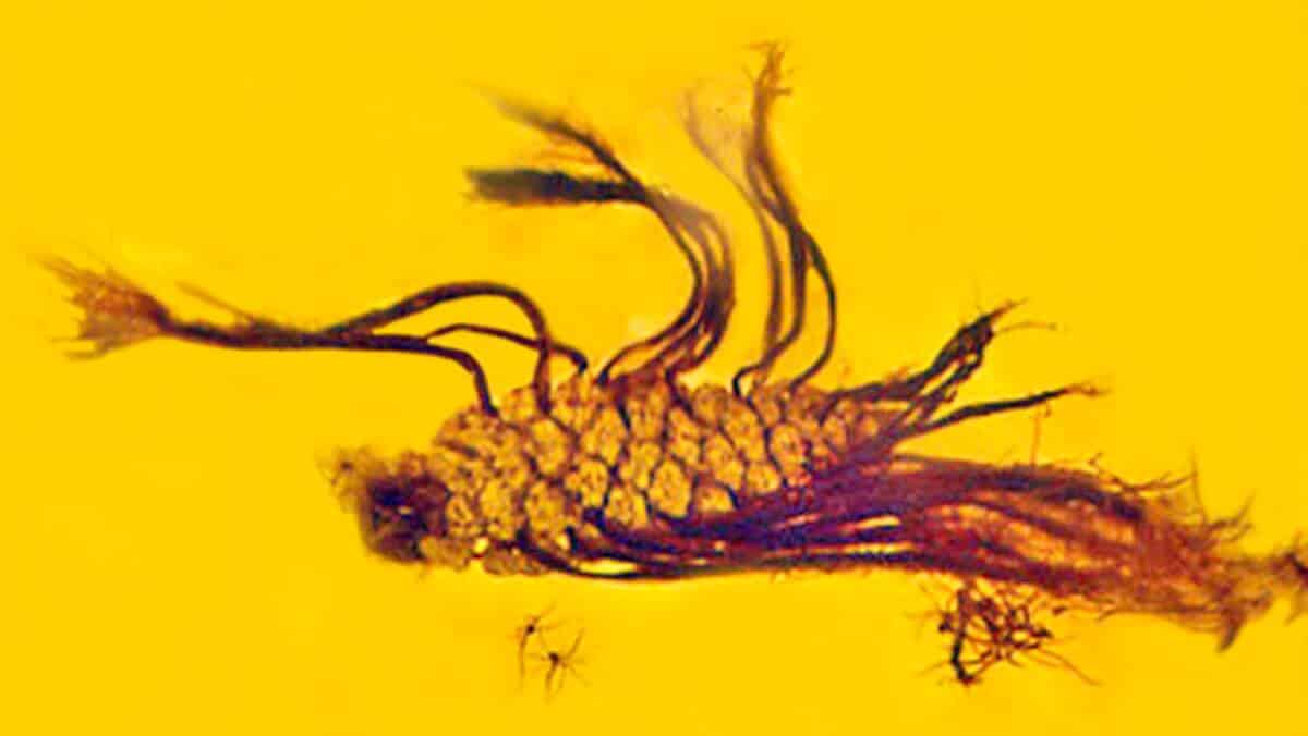 [:es]Incredibly rare botanical event captured in amber[:]