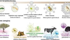 [:es]Hologenomika: ostalari eta mikrobiotaren arteko harremana argitzen[:]