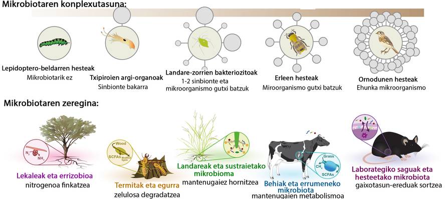 [:es]Hologenomika: ostalari eta mikrobiotaren arteko harremana argitzen[:]