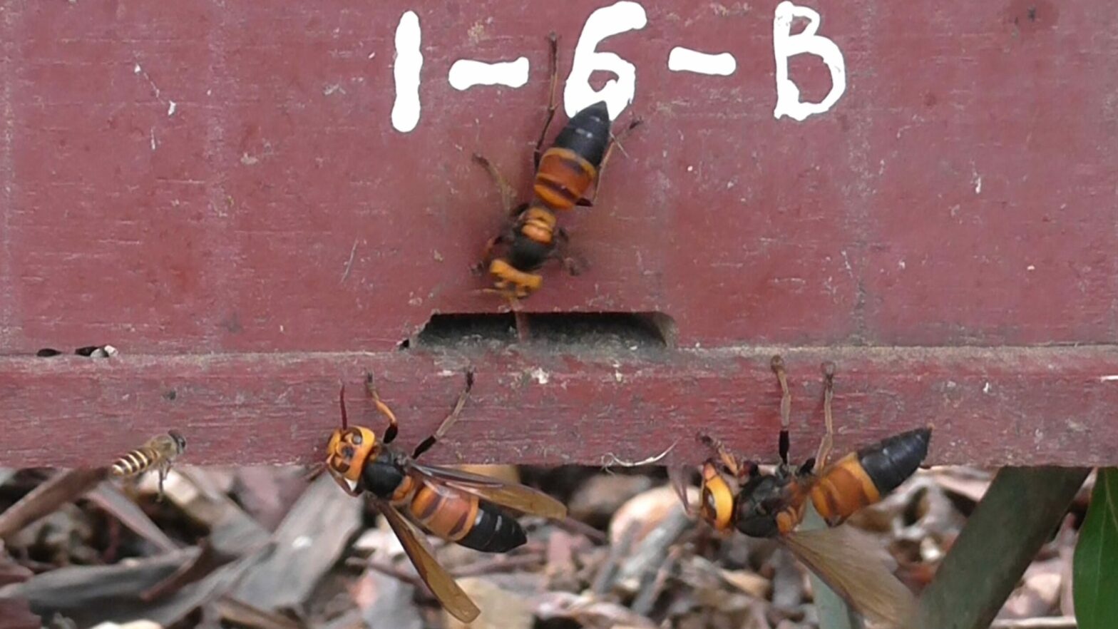 [:es] Las abejas emiten un “grito” de alarma ante los ataques de los avispones asesinos [:]