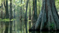 [:es]‘False’ tree rings could provide a new record of long-ago hurricanes[:]