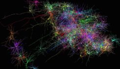 [:es]New Brain Maps Can Predict Behaviors[:]
