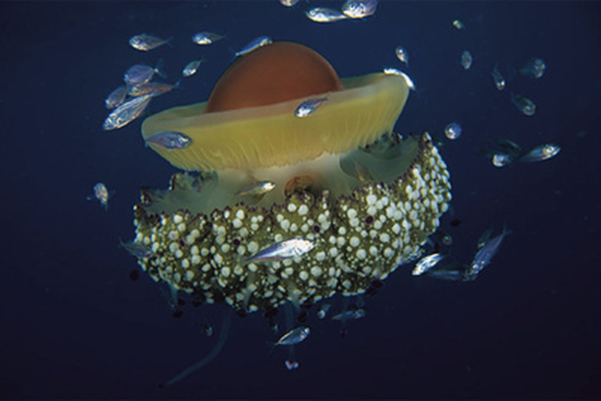 [:es]La medusa que sobrevivirá a las peores condiciones del cambio climático[:]