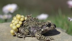 [:es]Anfibioen gainbehera isila, gaixotasun berriek hauspotuta[:]