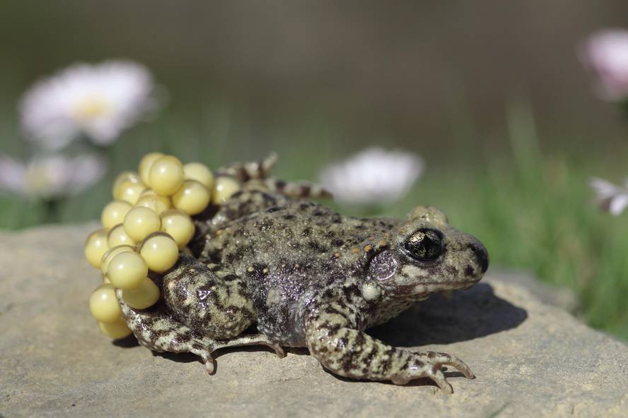 [:es]Anfibioen gainbehera isila, gaixotasun berriek hauspotuta[:]