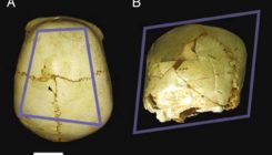[:es]Benjamina, “la más querida”: el fósil de Atapuerca que mostró el paso del afecto al amor[:]