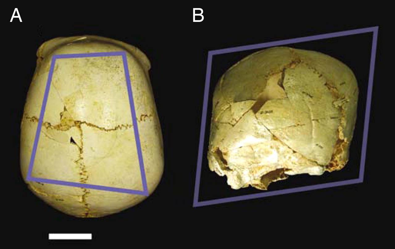 [:es]Benjamina, “la más querida”: el fósil de Atapuerca que mostró el paso del afecto al amor[:]