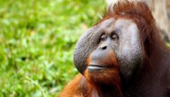 [:es]Los orangutanes usan piedras para cortar y golpear de forma instintiva[:]