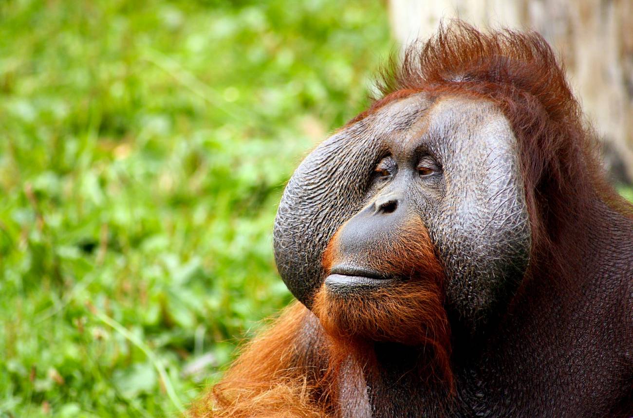 [:es]Los orangutanes usan piedras para cortar y golpear de forma instintiva[:]