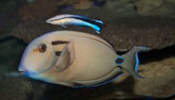 [:es]Nuevos experimentos confirman que los peces sí tienen conciencia de sí mismos[:]