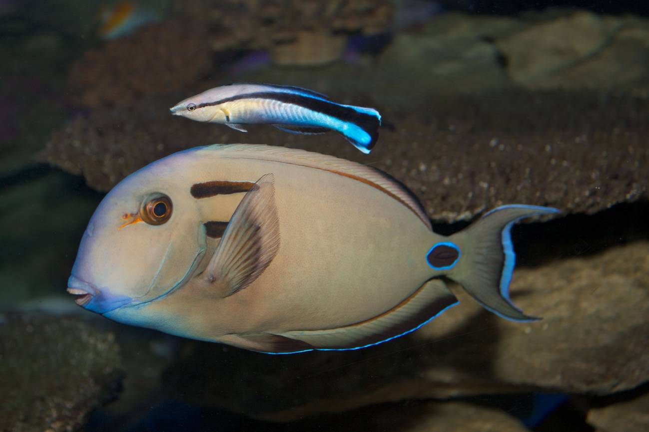 [:es]Nuevos experimentos confirman que los peces sí tienen conciencia de sí mismos[:]